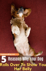 강아지 배를 보이는 행동, 믿어도 될까?