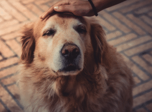 강아지 건강 관리