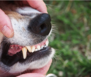 강아지 건강 관리