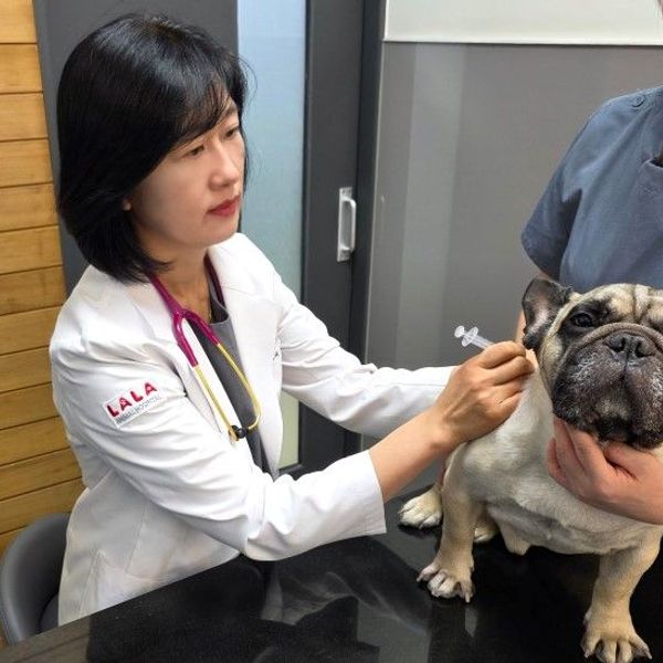 번려동물 예방접종