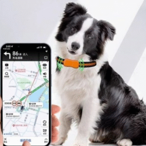 반려견 용품10가지