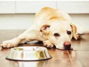 강아지 건강 관리