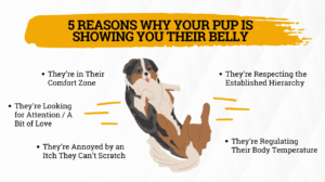 강아지 배를 보이는 행동, 믿어도 될까?