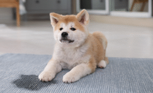 강아지 배변훈련