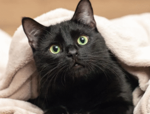 고양이 건강 관리: 초보 집사를 위한 10가지 필수 체크리스트