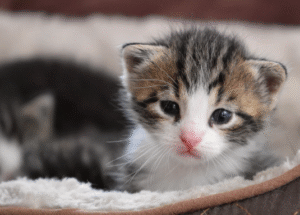 고양이 건강 관리: 초보 집사를 위한 10가지 필수 체크리스트