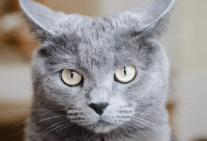 고양이 건강 관리: 초보 집사를 위한 10가지 필수 체크리스트