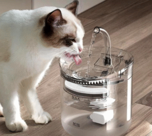 반려견 용품10가지