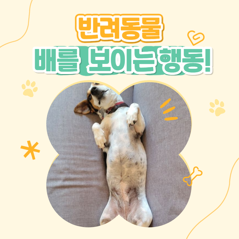 강아지 배를 보이는 행동, 믿어도 될까?