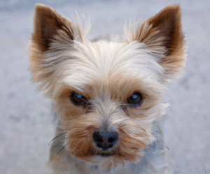 강아지 털 빠짐 줄이는 9가지 실전 팁: 계절별 관리법·최고의 브러시 추천